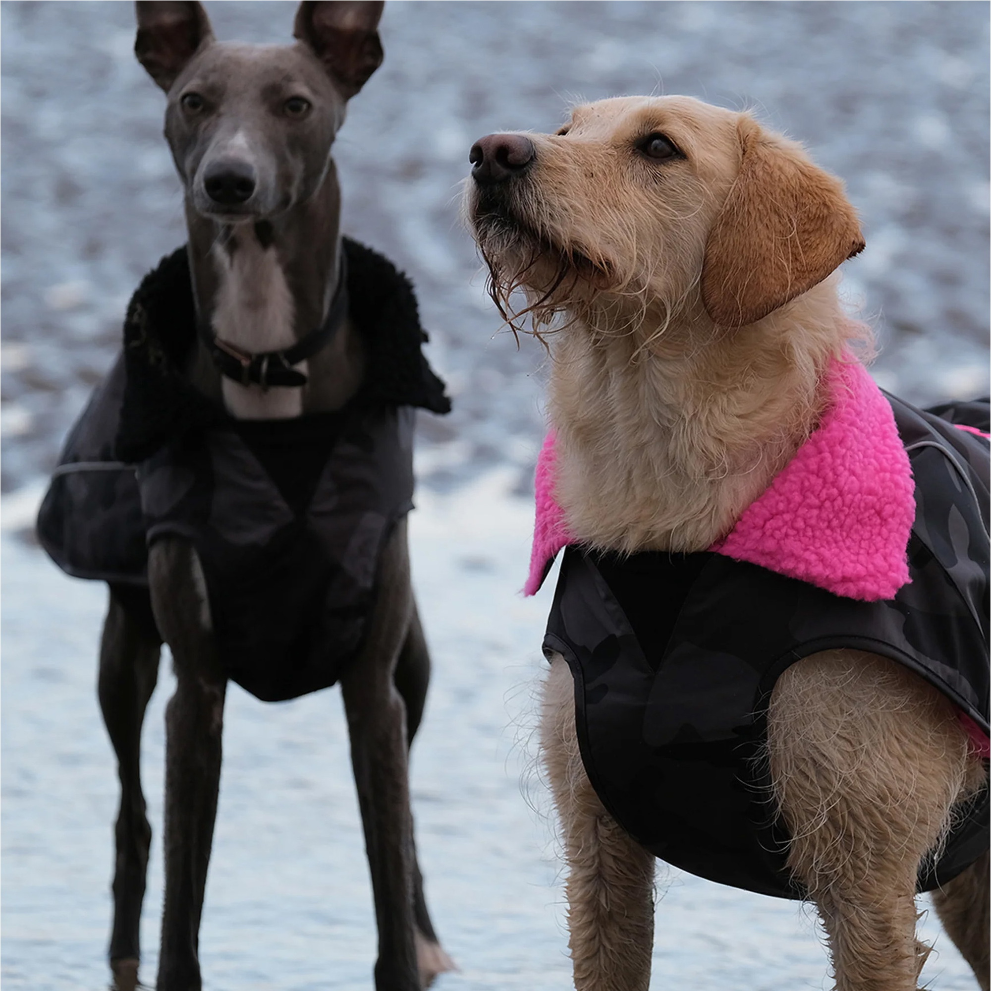 2026 Dryrobe Dog Coat V3DRDC - Black Camo / Pink